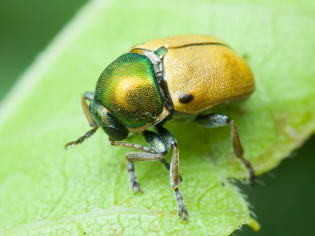 Cryptocephalus (Cryptocephalus) laetus Fabricius, 1792